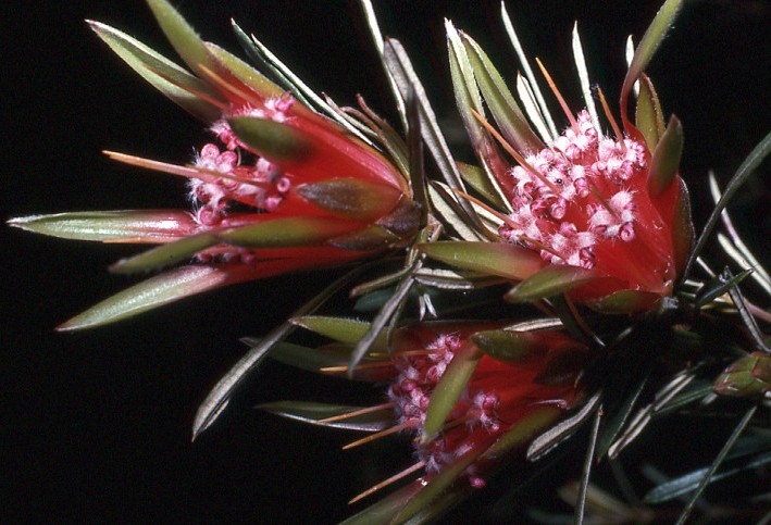 Mountain Devil - Lambertia formosa